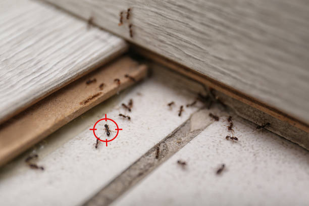 Best Exterminator Services  in Weiser, ID