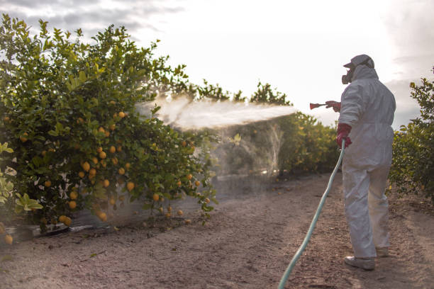 Best Wasp Removal Services  in Weiser, ID