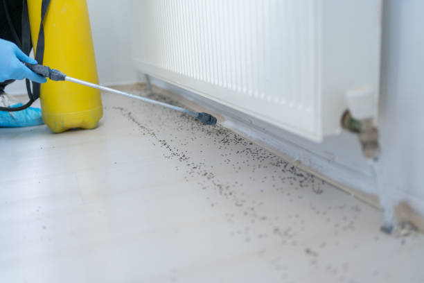 Best Mosquito Control Services  in Weiser, ID